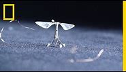 Tiny, Robotic Bees Could Change the World | National Geographic