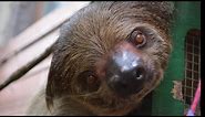 How do you make a sloth smile?