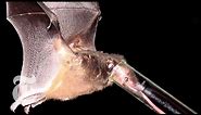 Tiny Bat, Long Tongue - ScienceTake