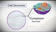 Anatomy and Physiology of the Human Cell in 7 Minutes!