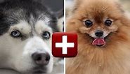 Top 10 Amazing Pomeranian Mix Breed Dogs