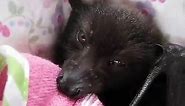 Sleepy Miss Magnolia the baby flying-fox/fruit bat