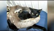 Super WEIRD & CUTE ANIMAL FRIENDSHIPS - I BET you will LAUGH FOR HOURS