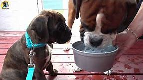 Introducing boxer puppy (8w) to adult male boxer!
