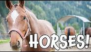 Horses! Learn about Horses for Children