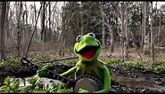 A Special Performance of "Rainbow Connection" from Kermit the Frog | The Muppets