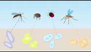 Animation: Companion Animal Vector-Borne Diseases