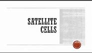 Satellite Cells