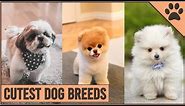 Top 10 Cutest Dog Breeds