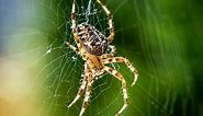 10 Common Brown Spiders In California