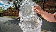 DIY Mosquito Trap that Actually Works