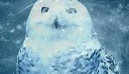 snow owl wallpaper