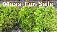 Sheet moss, Feather or Fern Moss, Tree moss at www.mossunlimited.net