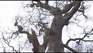 At nearly 1000 years old, the oldest collection of oak trees in Europe has been discovered
