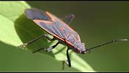 Boxelder Bugs - What they are, how to get rid of them