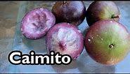Introduction to Caimito (aka Star Apple)