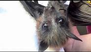 Cute baby bat called Sparrow, squeaks