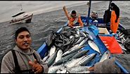 Mira la increíble pesca del PEZ BONITO en altamar