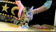 cats getting shot by lasers.flv