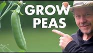 Want To Grow Sugar Snap Peas? My Tips