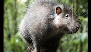 !!LOST WORLD DISCOVERED:'A GIANT WOOLLY RAT NEVER BEFORE SEEN BY SCIENCE'!!