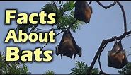 Interesting Facts about Fruit Bats | World's Biggest Flying Foxes