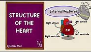 External Structure of the Heart | Layers and Surfaces | Cardiac Anatomy | Anatomy Doodles