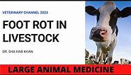 WHAT CAUSES FOOT ROT IN LIVESTOCK? DIAGNOSIS, TREATMENT, AND PREVENTION.