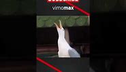 Funny Animal Video - Happy New Year 2024 - VIMOMAX