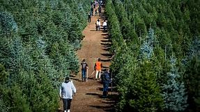 These 9 Apple Hill farms have Christmas trees starting at $95. Here’s when they open