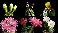4k Cactus Flowering Timelapse (relaxing music)