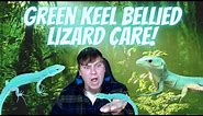 Green Keel Bellied Lizard Care Guide! An Amazing Species To Work With!
