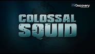 Discovering A Rare Giant Squid | Colossal Squid