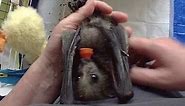About bats' feet orientation: not all videos go to plan