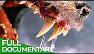 Teeth & Claws | Animal Armory | Episode 1 | Free Documentary Nature