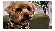 Landenberg, PA - Yorkie, Yorkshire Terrier/Jack Russell Terrier. Meet Buddy a Pet for Adoption - AdoptaPet.com