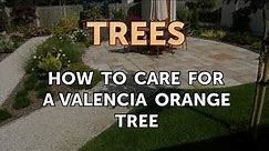How to Care for a Valencia Orange Tree