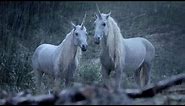 Real Unicorn Footage from Wales!