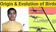 Origin and Evolution birds || Origin and Evolution of aves bsc 2nd year zoology
