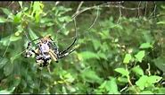 Garden Spiders Attacking Prey Compilation #2