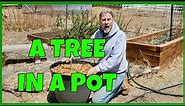 Grow Apple Trees in Pots (Columnar Apples)