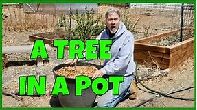 Grow Apple Trees in Pots (Columnar Apples)