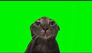 wet cat staring at the camera meme (green screen, sound 1)