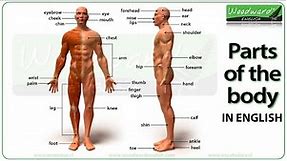 Parts of the body in English - Learn English Vocabulary