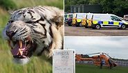 Hamerton Zoo evacuated amid 'tiger attack' fears as terrified visitors flee in panic and cower in zoo keeper's office