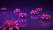 3D Lotus flower water reflection nature animated background video , Copyright FREE video