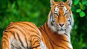 Cool Tiger wallpaper Images