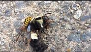 Wasp vs. bumblebee: Death Match