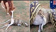 Python snake attack: Horse watches large python swallowing wallaby in Australia - TomoNews