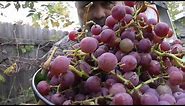 Catawba Grapes
